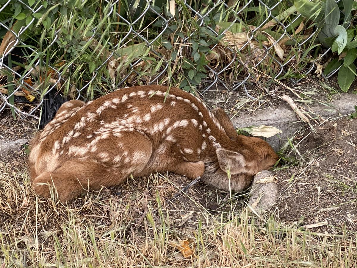 Fawn