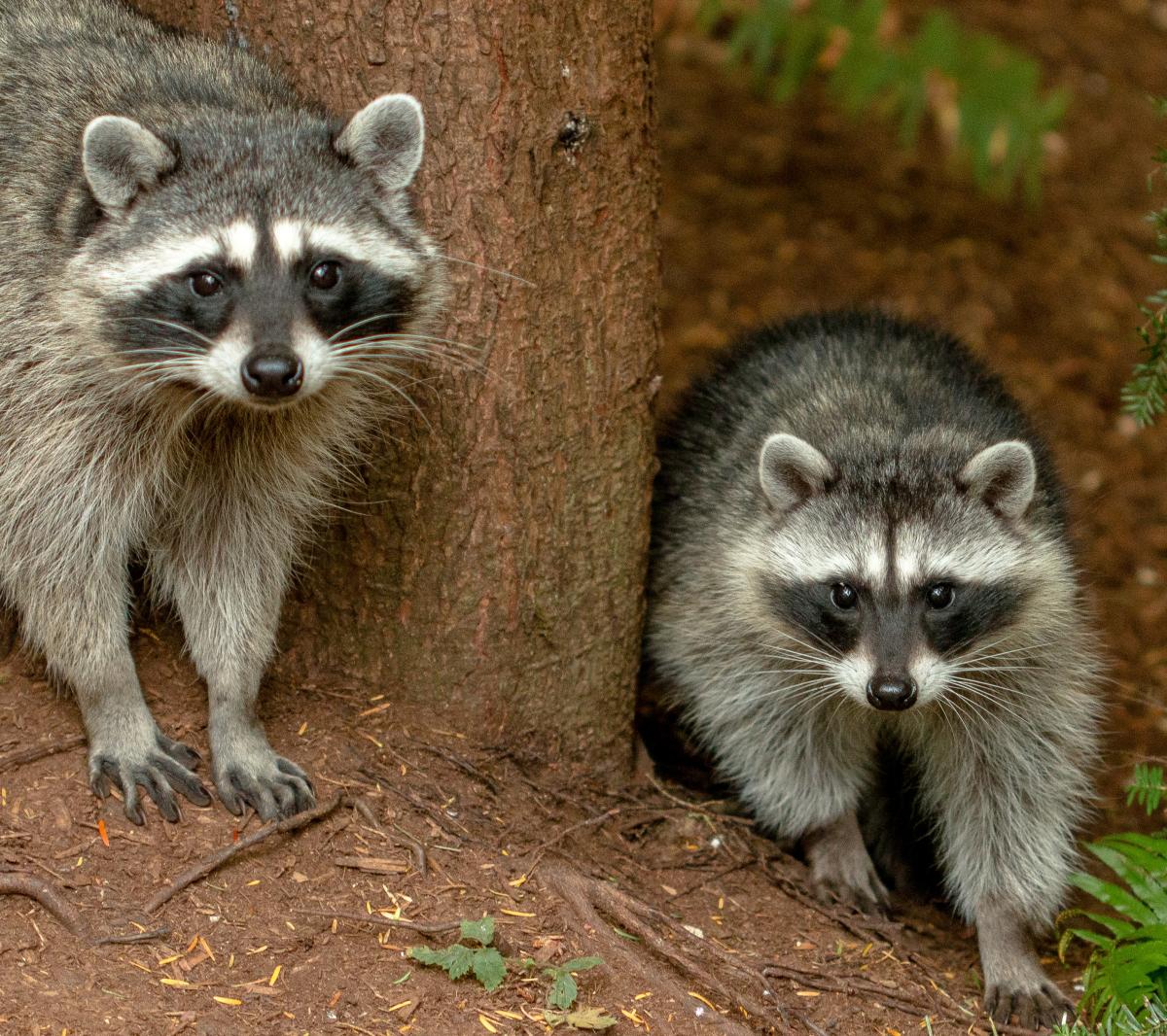 Raccoons