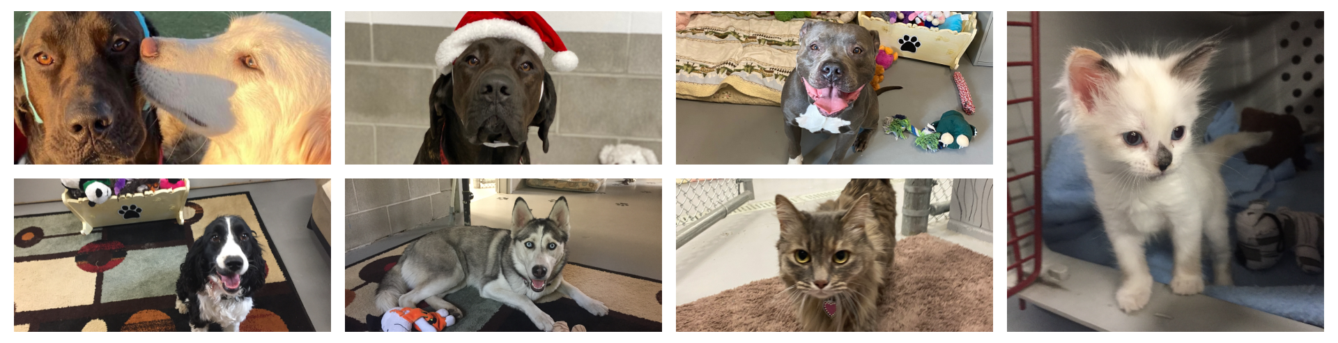 Animal Care and Control