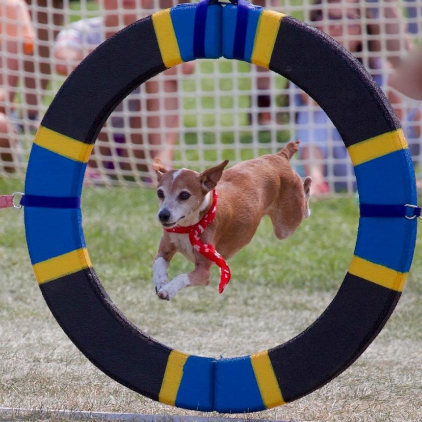 Peach Festival Dog Agility