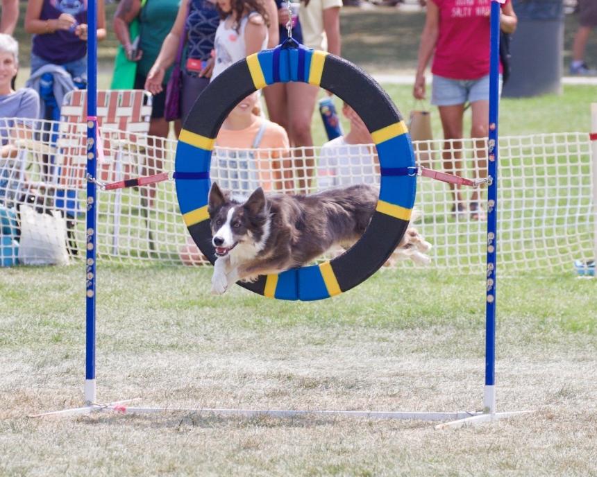 Peach Festival Dog Agility