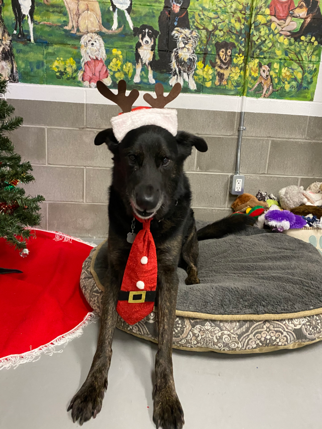 Animal Care and Control