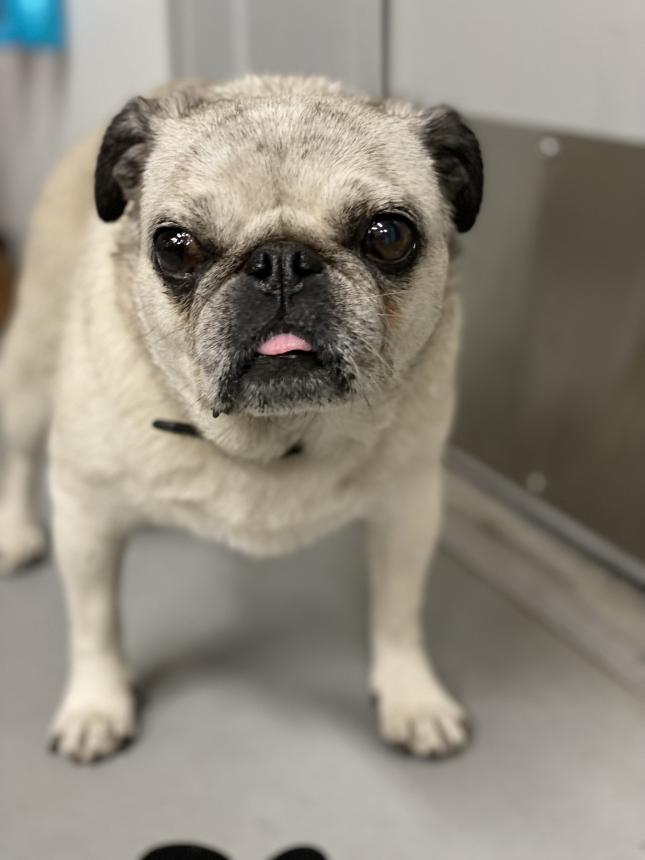 Animal Care and Control