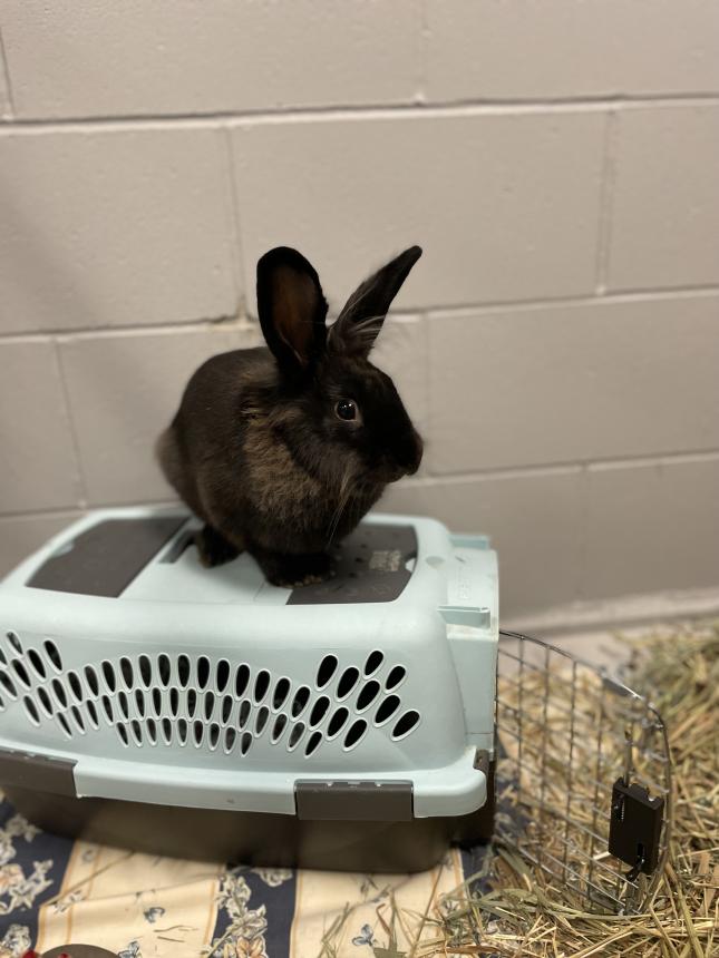 Animal Care and Control