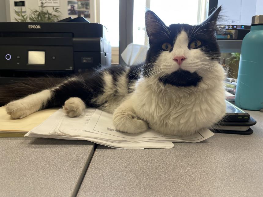 Animal Care and Control