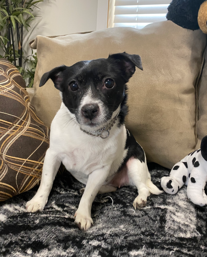 Animal Care and Control