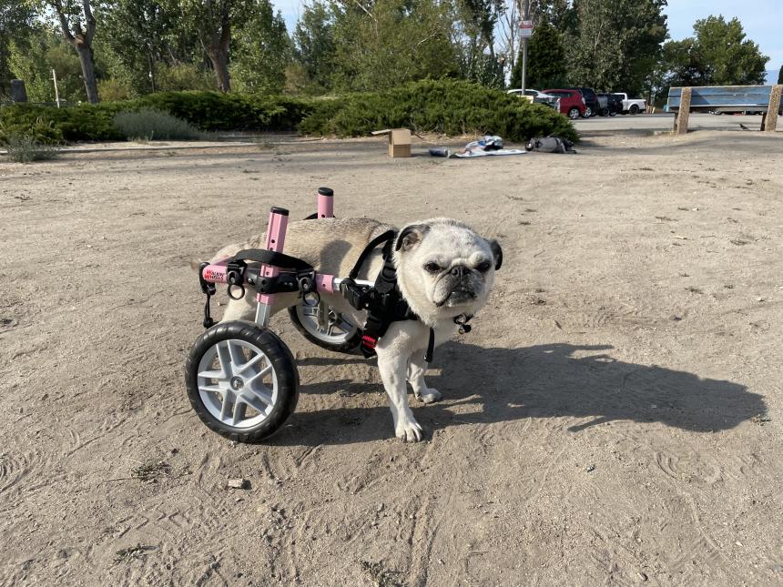 Animal Care and Control