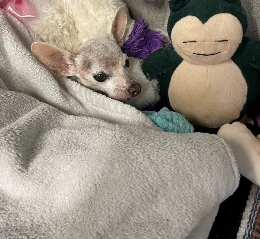 Animal Care and Control