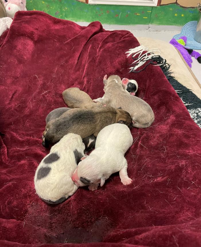 Animal Care and Control