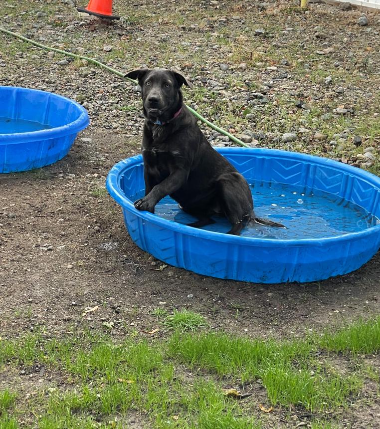 Animal Care and Control