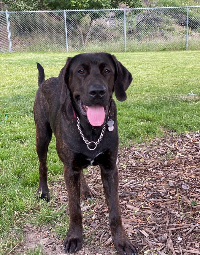 Animal Care and Control