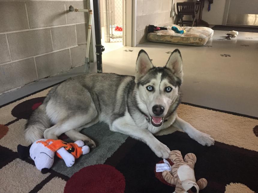 Animal Care and Control