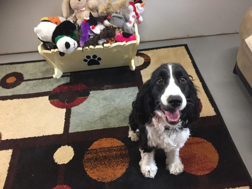 Animal Care and Control