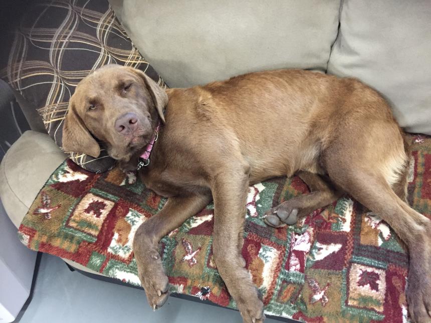 Animal Care and Control