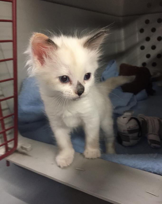 Animal Care and Control