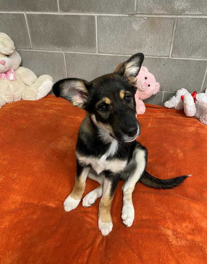 Animal Care and Control