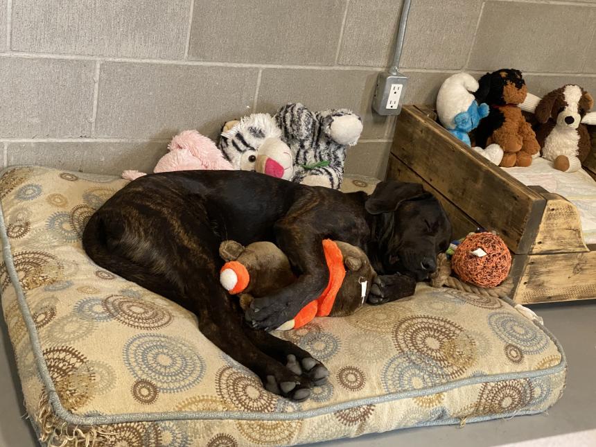 Animal Care and Control Facility 