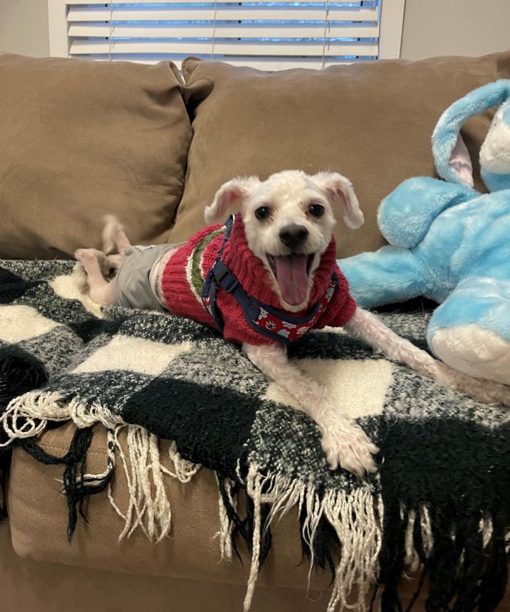 Animal Care Guest 12