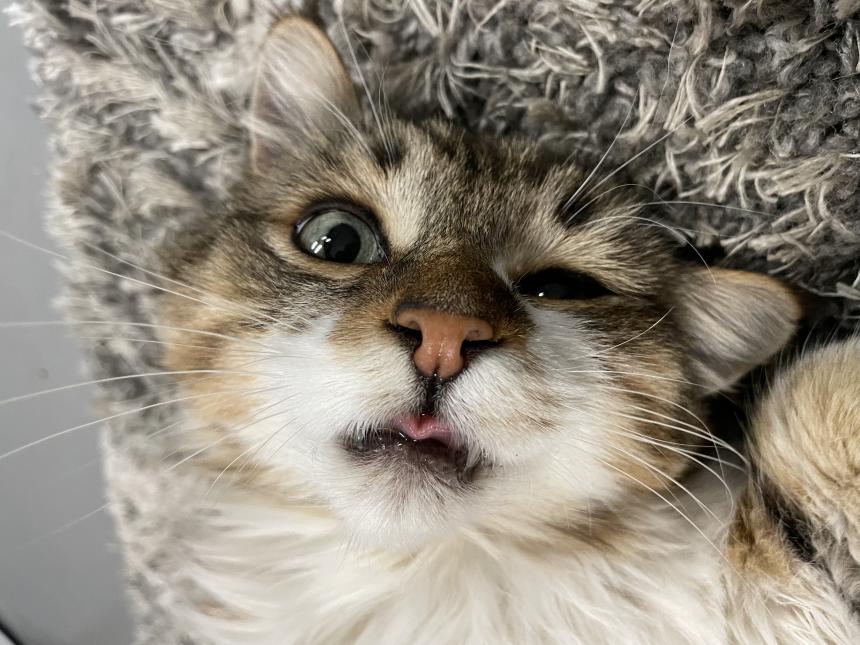 Animal Care Guest 14