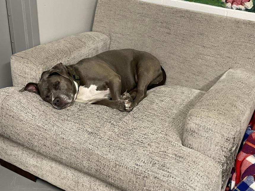 Animal Care Guest 15