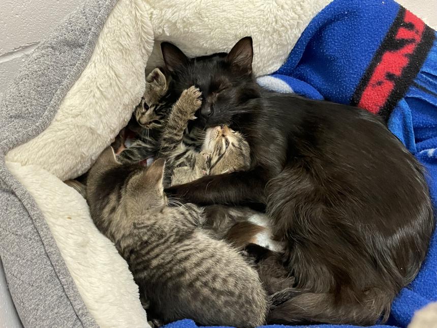 Mama cat cuddles kittens