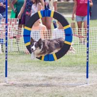 Peach Festival Dog Agility