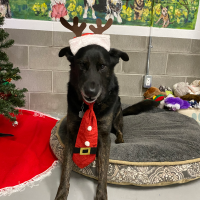 Animal Care and Control