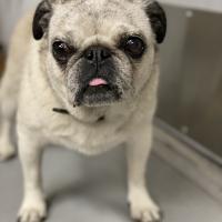 Animal Care and Control