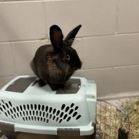 Animal Care and Control