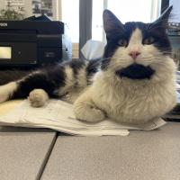 Animal Care and Control