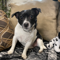 Animal Care and Control