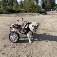 Animal Care and Control