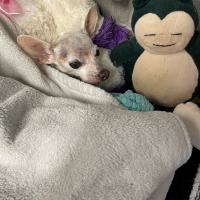 Animal Care and Control