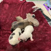 Animal Care and Control