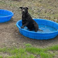 Animal Care and Control