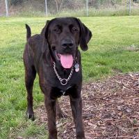 Animal Care and Control