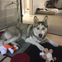 Animal Care and Control