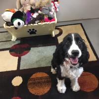 Animal Care and Control