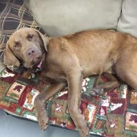 Animal Care and Control