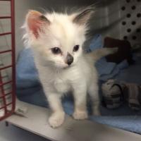 Animal Care and Control