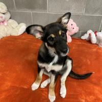 Animal Care and Control