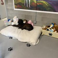 Animal Care and Control Facility 