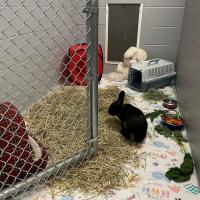 Animal Care and Control Facility 