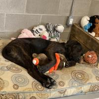 Animal Care and Control Facility 