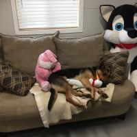 Animal Care and Control Facility 