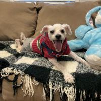 Animal Care Guest 12