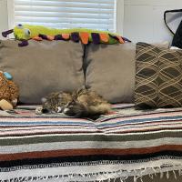 Animal Care Guest 13