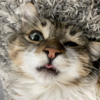 Animal Care Guest 14