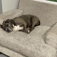 Animal Care Guest 15