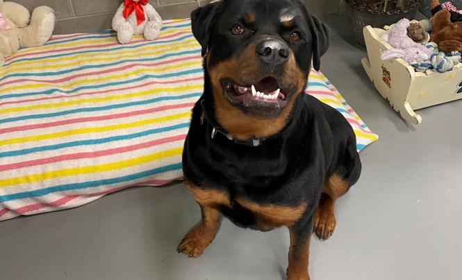 Animal Care and Control